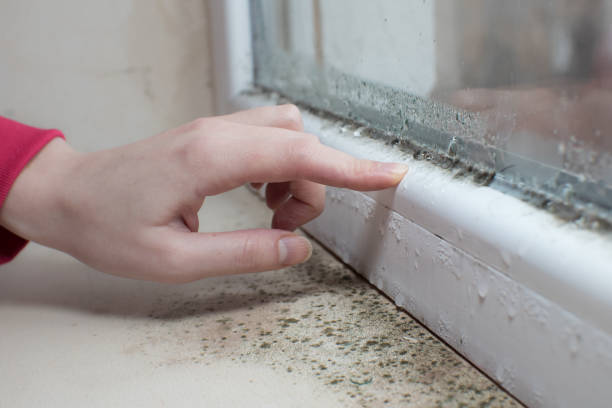 Best Asbestos and Lead Testing During Mold Inspection  in Key West, FL